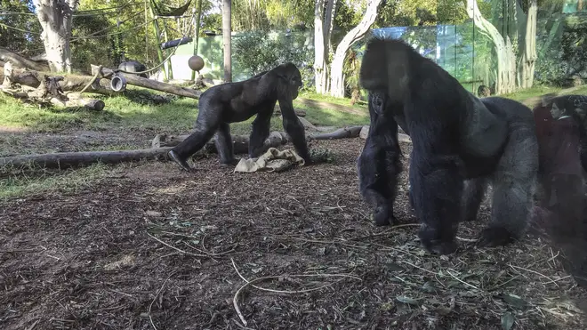 Gorillas at San Diego Zoo