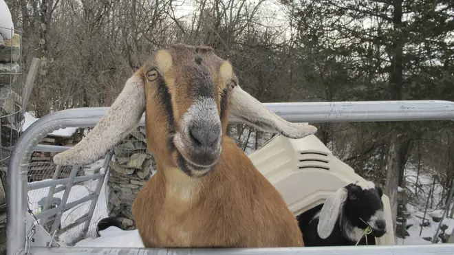 Lincoln, a Nubian goat, stands in her pen in Fair Haven, Vermont
