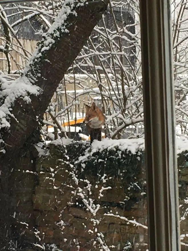 A fox was spotted enjoying the snow in Binsey, Oxford.