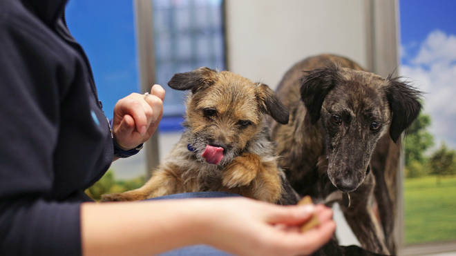 Cats and dogs may need to be vaccinated in the future, scientists have said