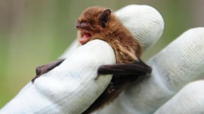 Climate change may have led to bat "hotspot" in Southern China.