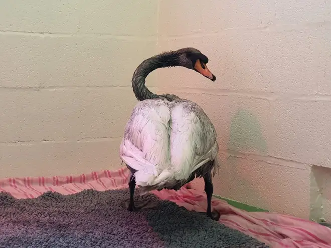 The swan is recovering well at the RSPCA West Hatch Wildlife Centre.