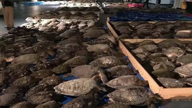 Freezing Turtles have been rescued amid winter storms in Texas