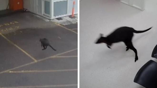 This is the moment the wandering wallaby hopped on into a hospital in Australia