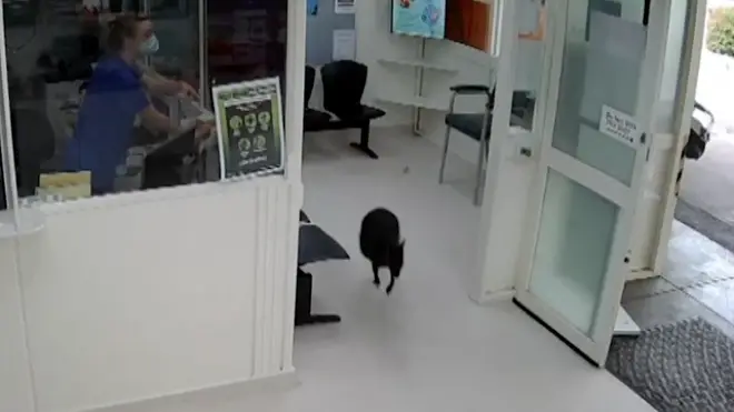 One healthcare worker looked on in astonishment as the marsupial paid a flying visit