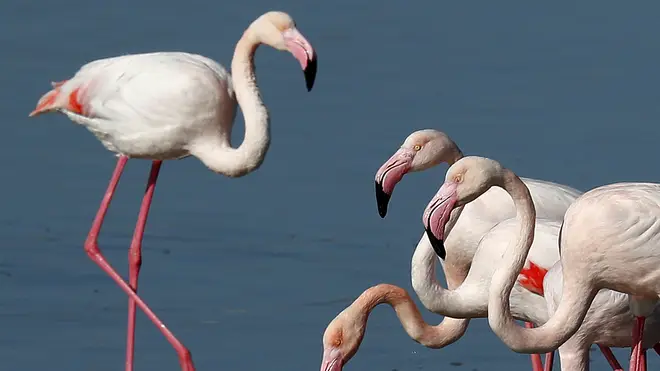 Cyprus flamingos
