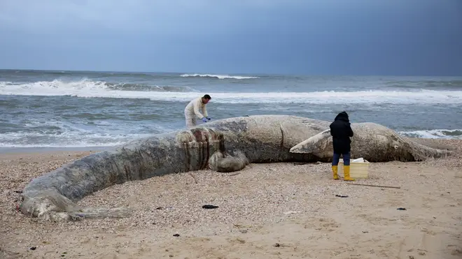 Marine vets take samples from a fin whale washed up on a beach in Nitzanim Reserve, Israel