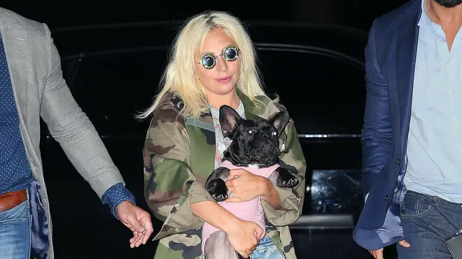Two of Lady Gaga's French bulldogs have been stolen in a brutal attack