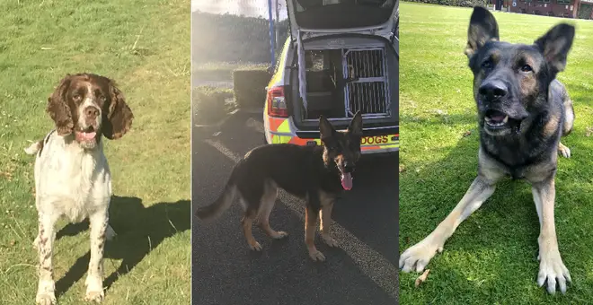 Left to right: GMP police dogs Hugo, Jax and Ted