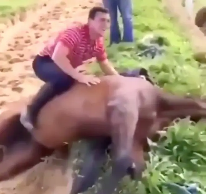 A video of Rob James straddling a dead horse has emerged on social media