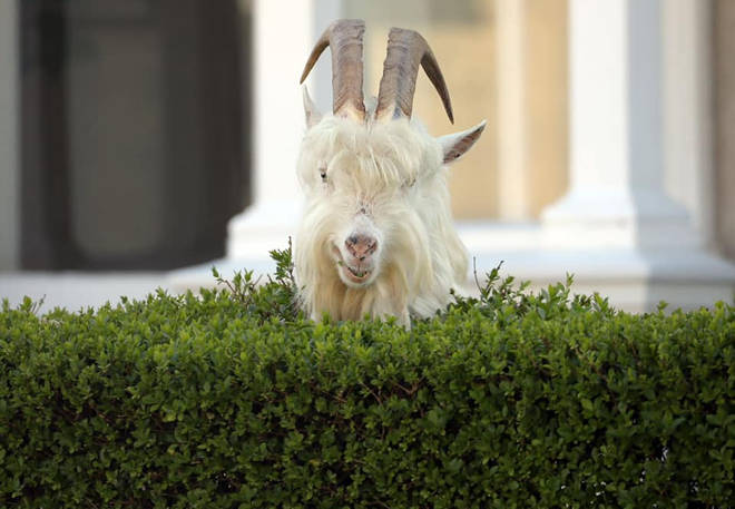 The famous Llandudno goats have returned to the streets of the coastal Welsh town.