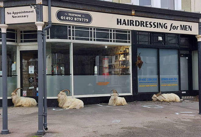 Four goats were spotted queueing for the hairdresser, after the Welsh government announced they would open on Monday.