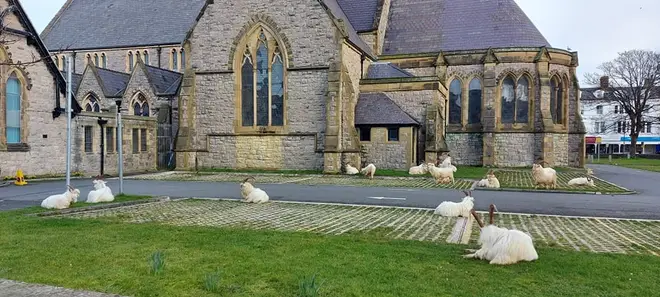 Some of the herd have taken to sleeping around the church yard.