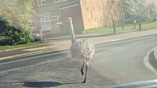 The rhea birds look like ostriches but are smaller in size
