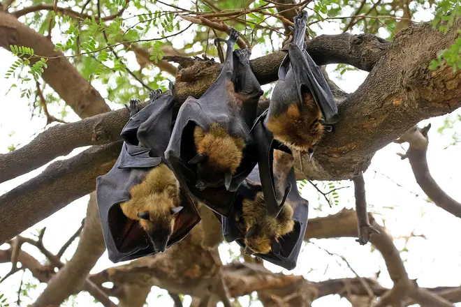 Covid-19 was most likely passed to humans from bats via another animal, the draft study found
