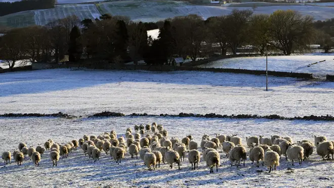 Sheep walk through a snow covered field in Slayley, Northumberland, after snow fell overnight on Easter Monday