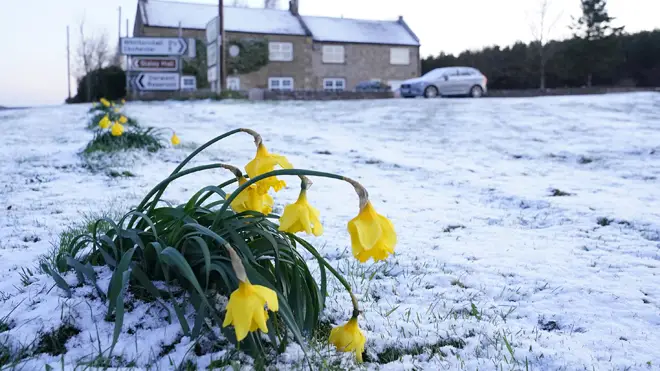Daffodils wilt in the cold after snow fell overnight on Easter Monday in Slayley, Northumberland