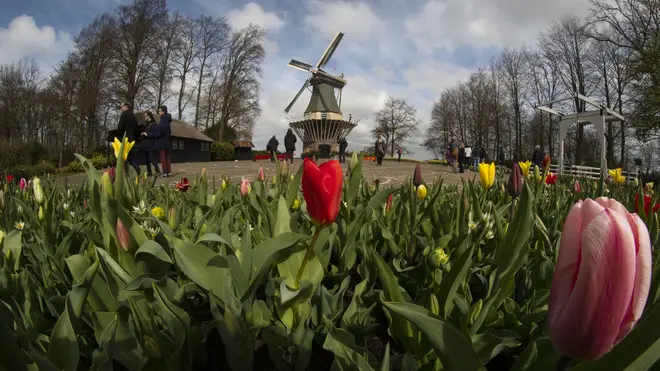Far fewer visitors than normal are seen at the world-famous Keukenhof garden in Lisse, Netherlands