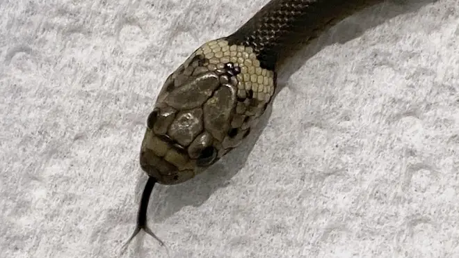 A pale-headed snake is photographed in Sydney