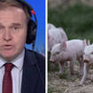 George Eustice grilled over involvement in policies that benefit his family farm