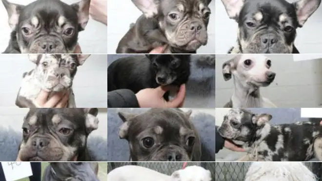 Police hope dozens of dogs can be reunited with their owners