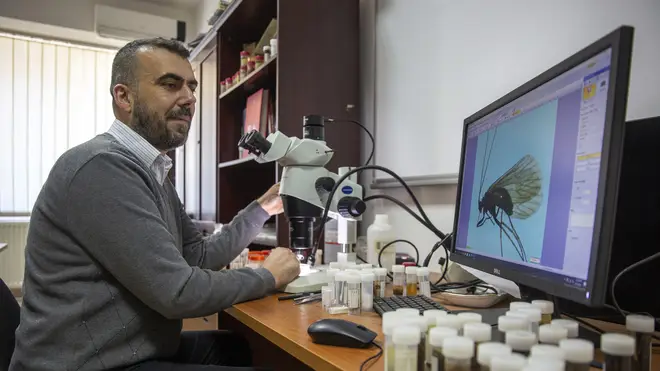 Professor Halil Ibrahimi looks under a microscope at an insect named Potamophylax coronavirus inside a lab in Pristina, Kosovo