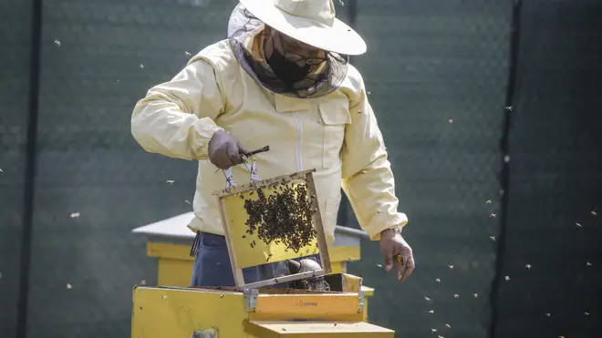 Beekeeper Francesco Capoano moves a frame from a hive at an apiary in Milan, Italy