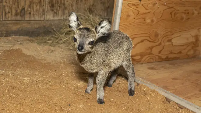 A baby klipspringer antelope stands in an enclosure at the zoo in Melbourne, Florida