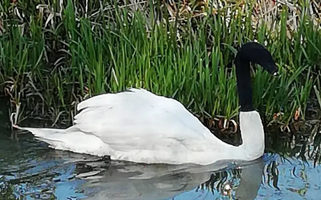 Police are appealing for anyone who may have information about who put a sock on a swan's head