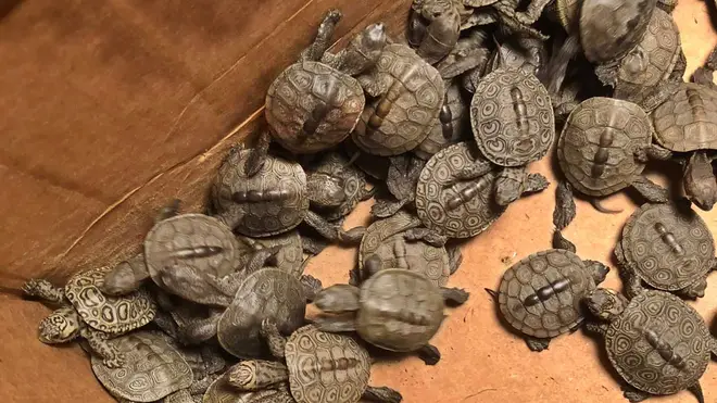 Turtle Hatchlings Rescued