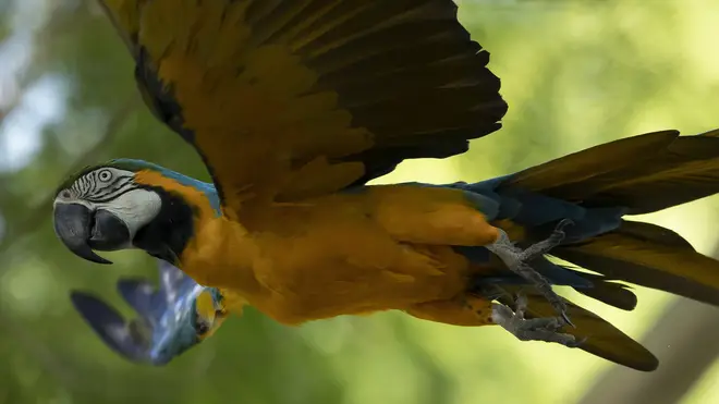 A blue-and-yellow macaw that zookeepers named Juliet flies outside the enclosure where macaws are kept at BioParque, in Rio de Janeiro, Brazil