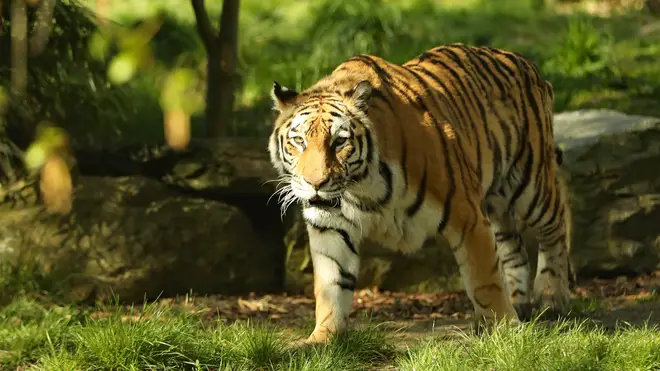 Tiger walks