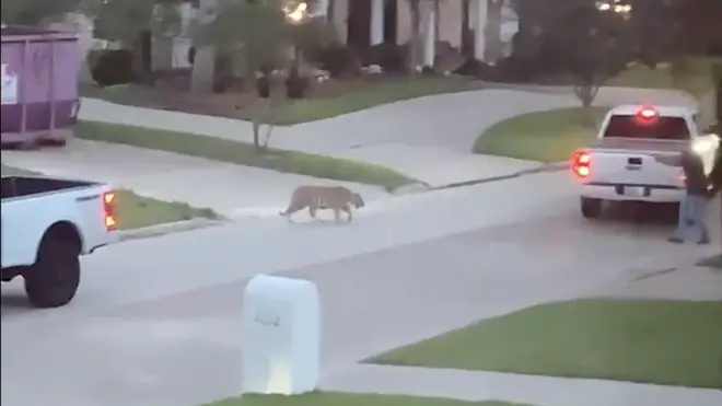 A Tiger was spotted roaming the streets of Houston, Texas, on Sunday