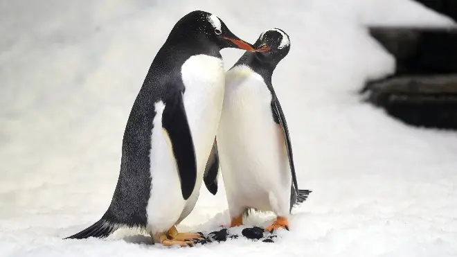 Same-sex gentoo penguin couples have formed at Sea Life London Aquarium
