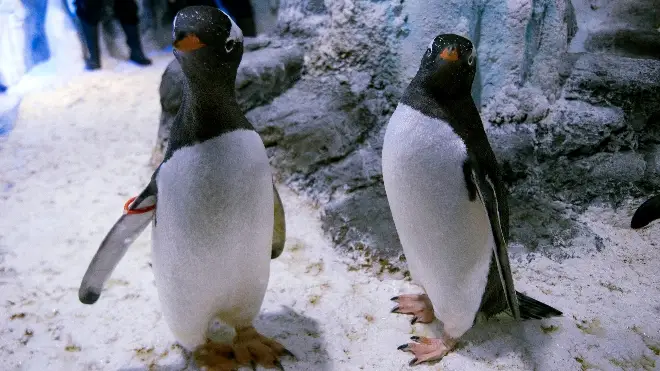 The aquarium said same-sex penguin pairings are relatively common