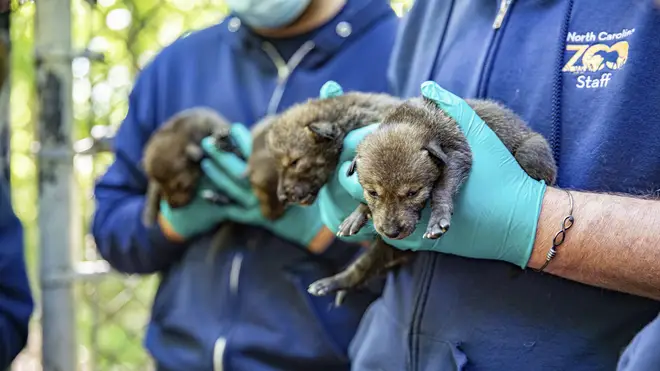 Several American red wolf pups were born at a zoo in late April