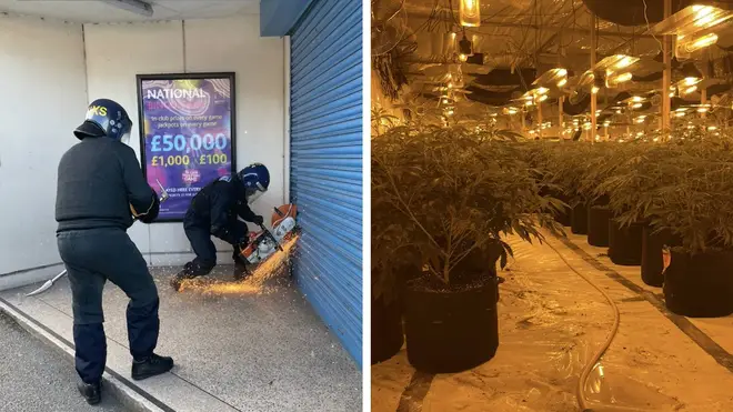 Officers raided the bingo hall to discover rows of cannabis plants