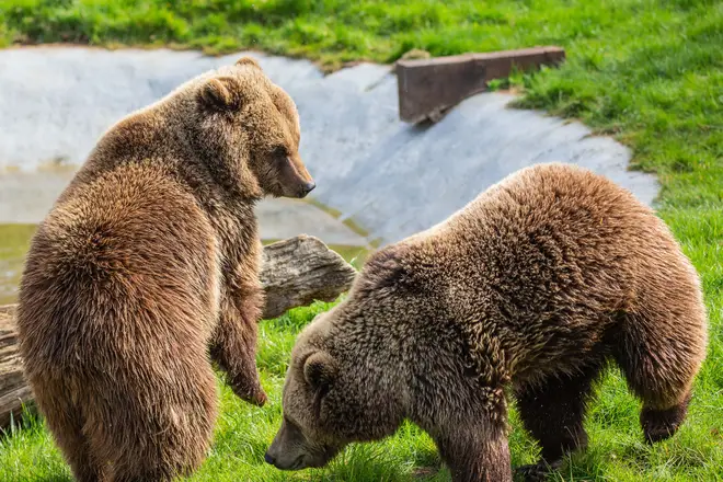Two bears at Whipsnade were euthanised