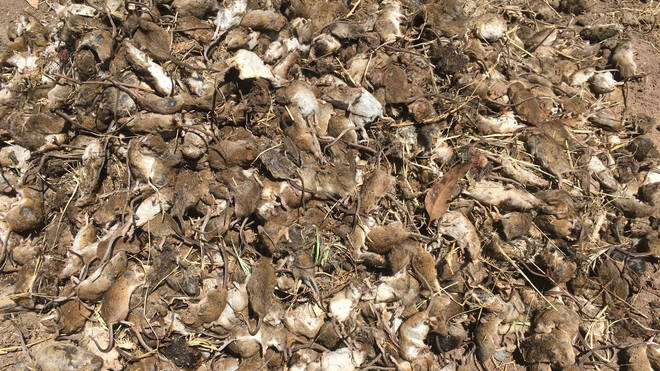 New South Wales is seeing one of its worst mice plagues in years