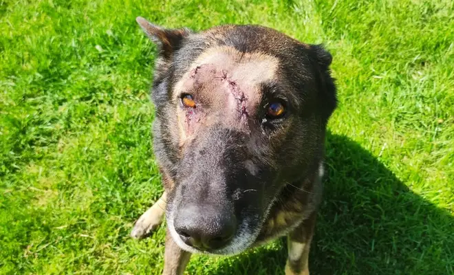 Police dog Kaiser is facing weeks off work after being stabbed multiple times