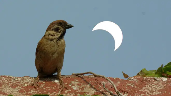 A sparrow watching a rare partial solar eclipse in China