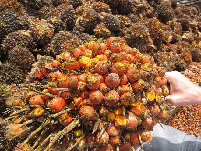 Palm oil comes from the fruits of trees known as African oil palms