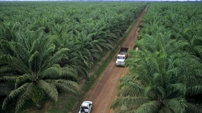 Palm oil production is responsible mass deforestation