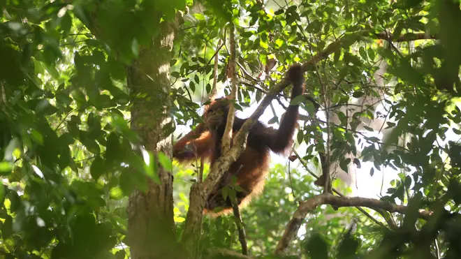 About 100,000 orangutans have been killed between 1999 and 2015