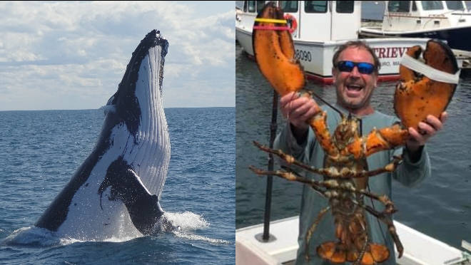 Michael Packard survived after being swallowed by a humpback whale