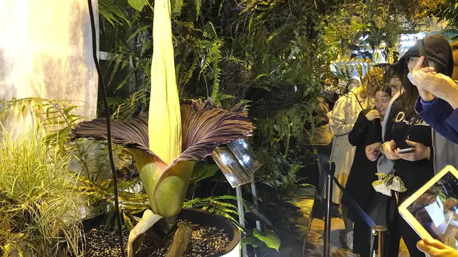 People come to see the rare blooming of the endangered Sumatran Titan arum