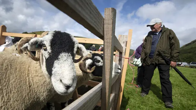 Sheep during the Muker Show, a traditional agriculture and horticultural show, in Yorkshire Dales National Park