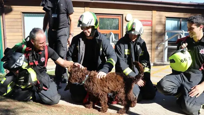 Digby helps firefighters who have faced traumatic experiences.
