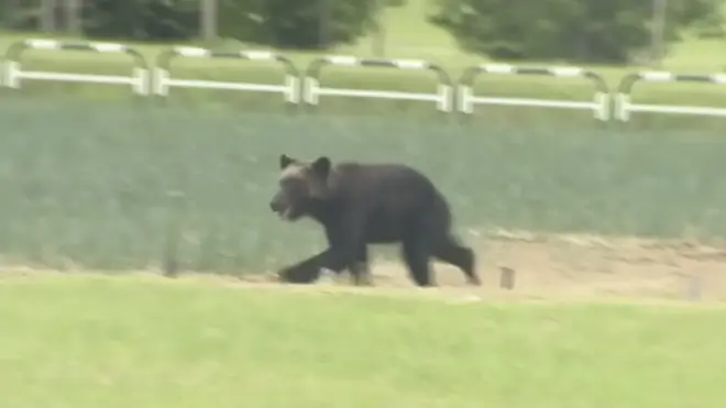 Bear on the loose in Japan