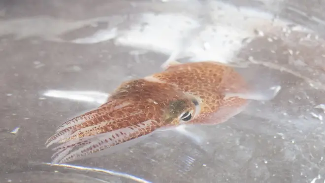 A squid is shown at a lab in Honolulu